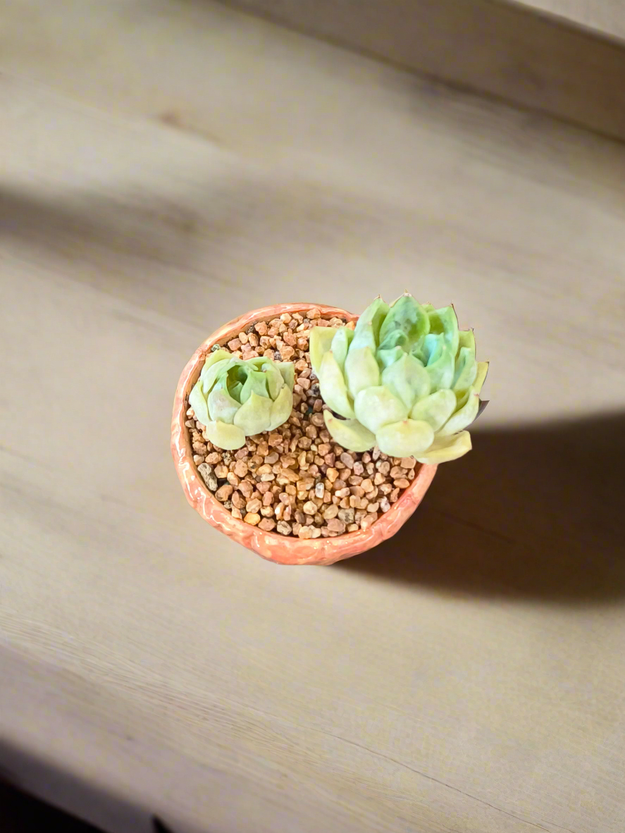 Succulent Rustic Ombre Earth-Tone Mini Planter – Echeveria 'Cila' (Twin Stalk)