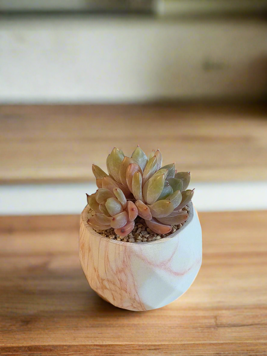 Succulent arrangement featuring Echeveria 'Pink Ariel Crest' in a marble orange pot, adding sophistication to any setting.