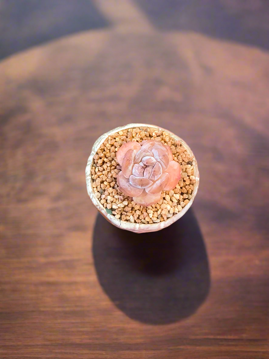 Succulent Red Ombre Rustic Mini Planter – Echeveria 'Cosette'