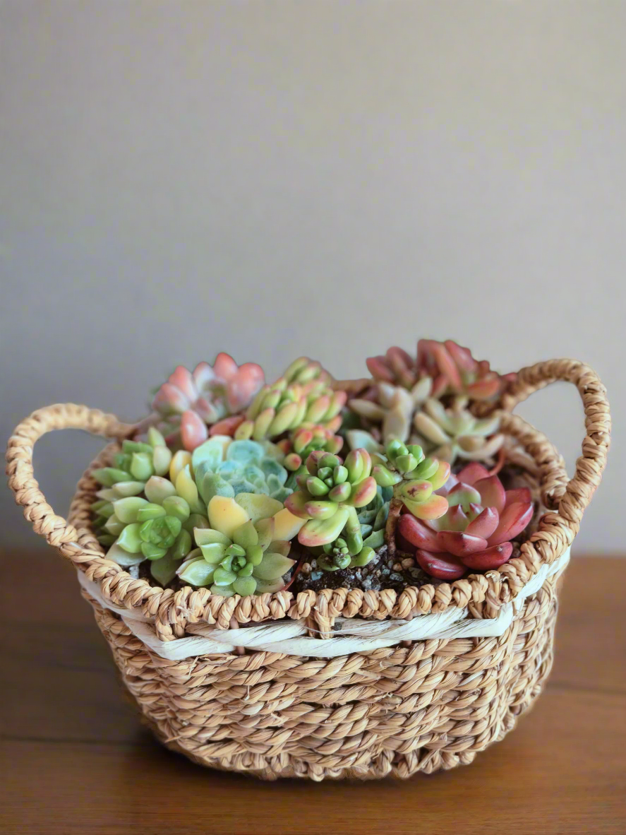 Succulent Basket Bliss ( Customised) - SlowBloomGreens
