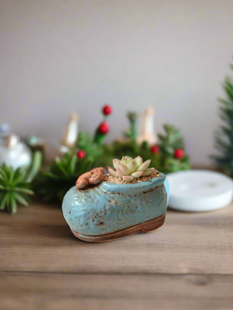 Succulent Mary Jane Charm Blue – Echevaria Elegans - SlowBloomGreens