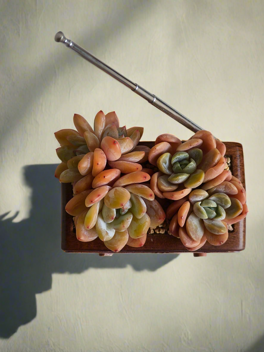 Succulent Retro Radio Planter – Echeveria 'Pink Ariel Crest' & Echeveria Hybrid