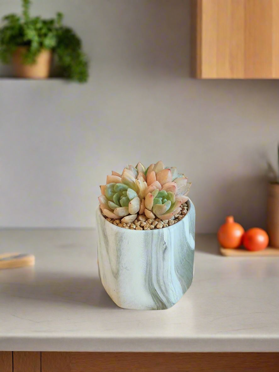 Succulent Radiant Octagon Green – Echevaria Suryeon - SlowBloomGreens