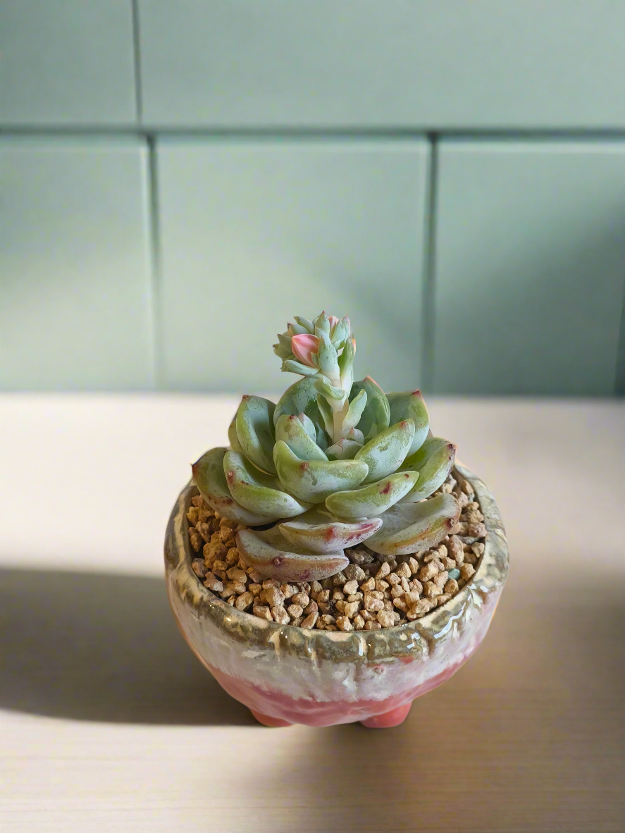 Succulent Red Ombre Rustic Pot – Echeveria 'Mont Blanc' (Going to bloom😍) - SlowBloomGreens