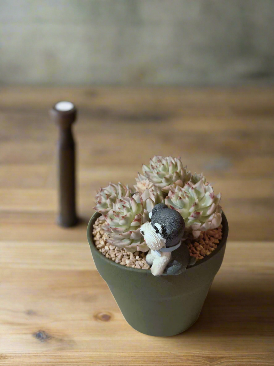 Succulent Speckled Terracotta Schnauzer Pot - Echeveria Halbingeri - SlowBloomGreens
