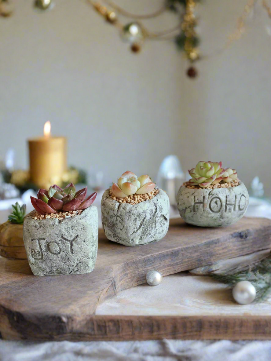 Close-up of a 'Joy' engraved planter from the Succulent Simply Joy – Gift Favors set, with lush green succulents for Christmas celebrations.