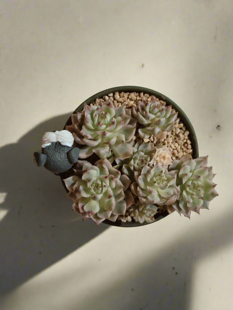 Succulent Speckled Terracotta Schnauzer Pot - Echeveria Halbingeri - SlowBloomGreens