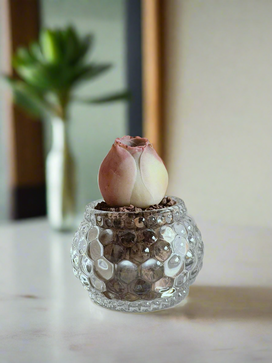 Succulent Round Bubble Glass - Mountain Rose - SlowBloomGreens