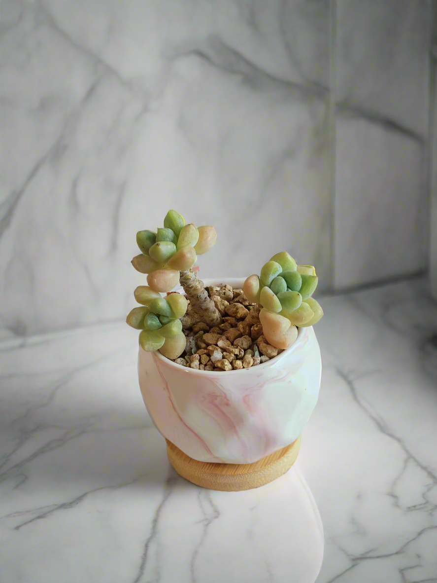 Succulent Petite Bliss Pink - - SlowBloomGreens