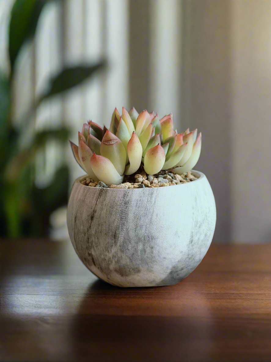 Succulent Elegant Round Dark Grey – Echevaria hybrid - SlowBloomGreens