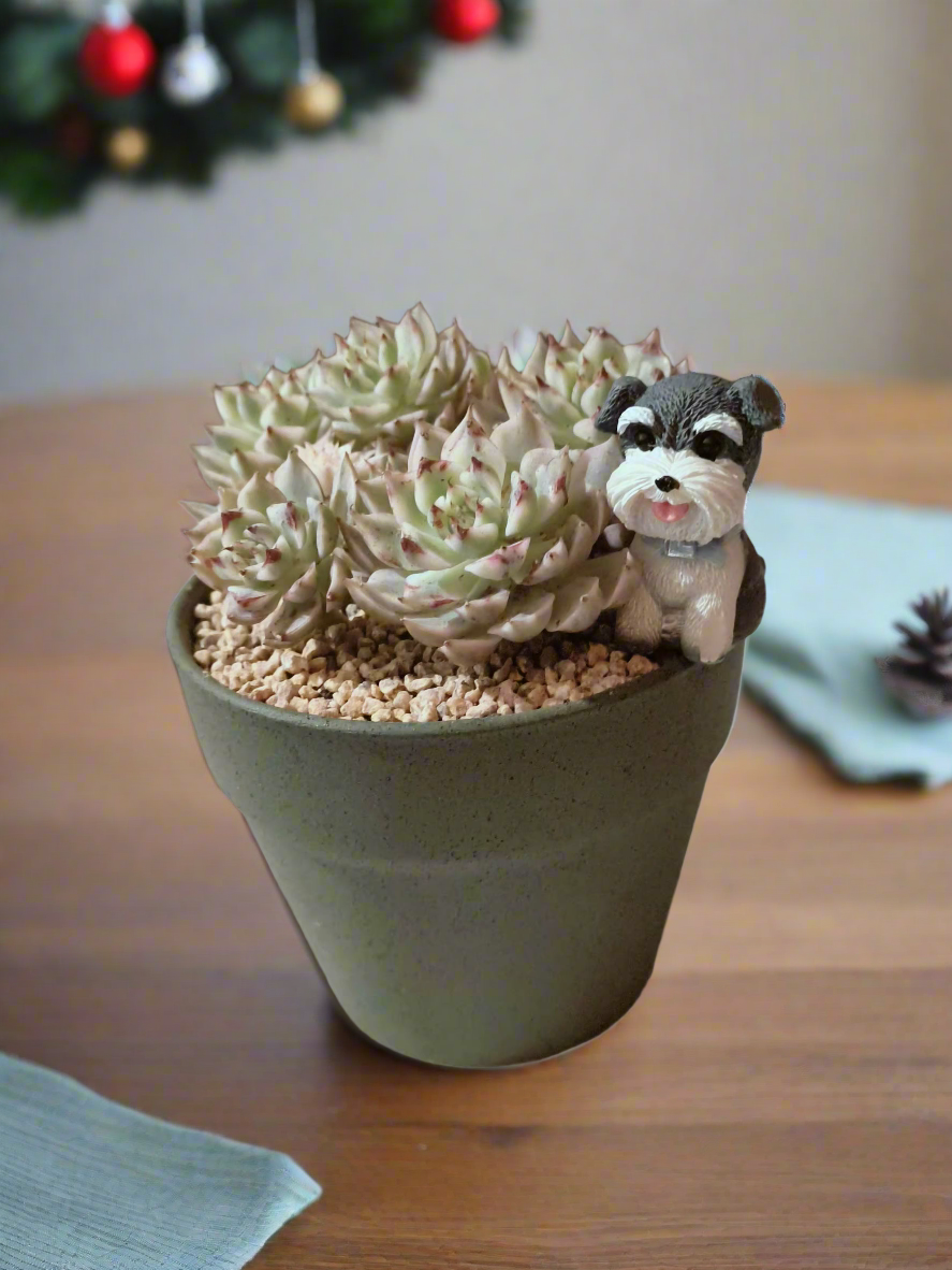 Succulent Speckled Terracotta Schnauzer Pot - Echeveria Halbingeri - SlowBloomGreens