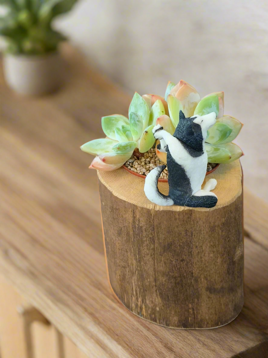 Succulent Yoga Husky on Woodland Log – Echeveria Hybrid
