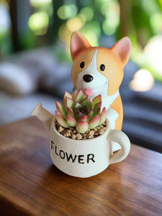 Succulent Charming Corgi - Echeveria Pulidonis - SlowBloomGreens