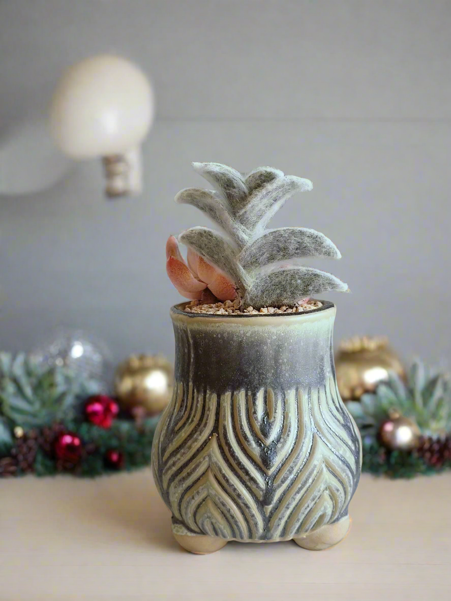 Succulent Rustic Pot Ash  – White Velvet & Echeveria Spica - SlowBloomGreens