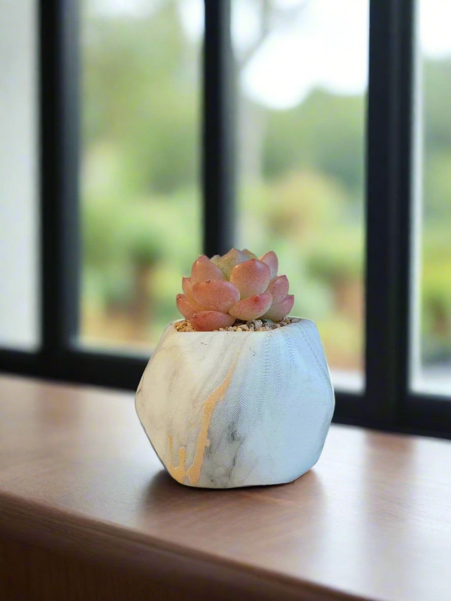 Succulent Mini Octagon Gold - Echeveria Suryeon - SlowBloomGreens