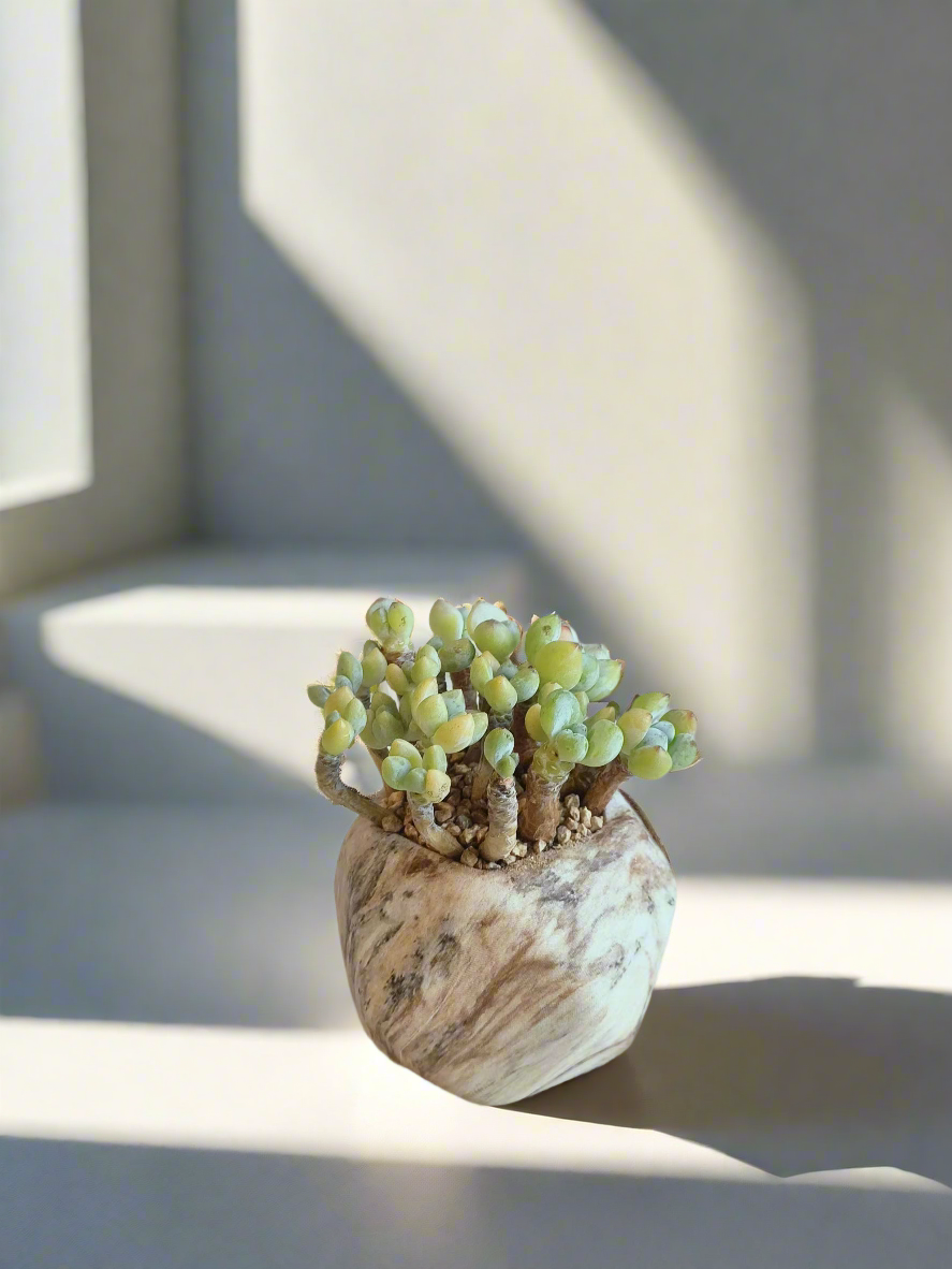 Succulent Mini Octagon Brown - Sedum Treleasei 'Stonecrop' - SlowBloomGreens