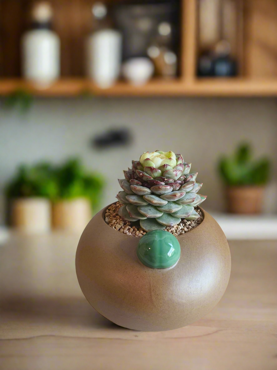 Succulent Seven-Spotted Ladybug Pot – Echeveria 'Red Velvet' - SlowBloomGreens