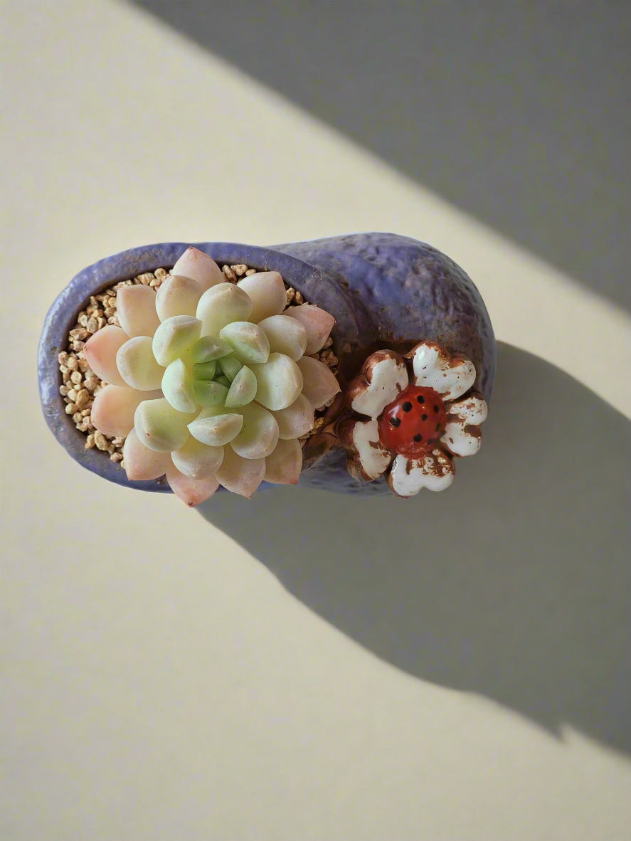 Succulent Mary Jane Charm Violet – Pachyphytum Cream Beauty - SlowBloomGreens