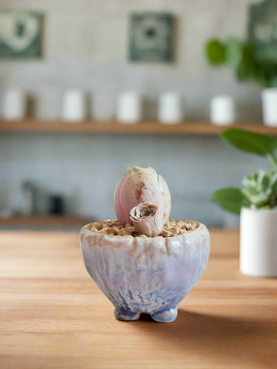 Succulent Lilac Ombre Rustic Planter – Egg Mountain Rose - SlowBloomGreens