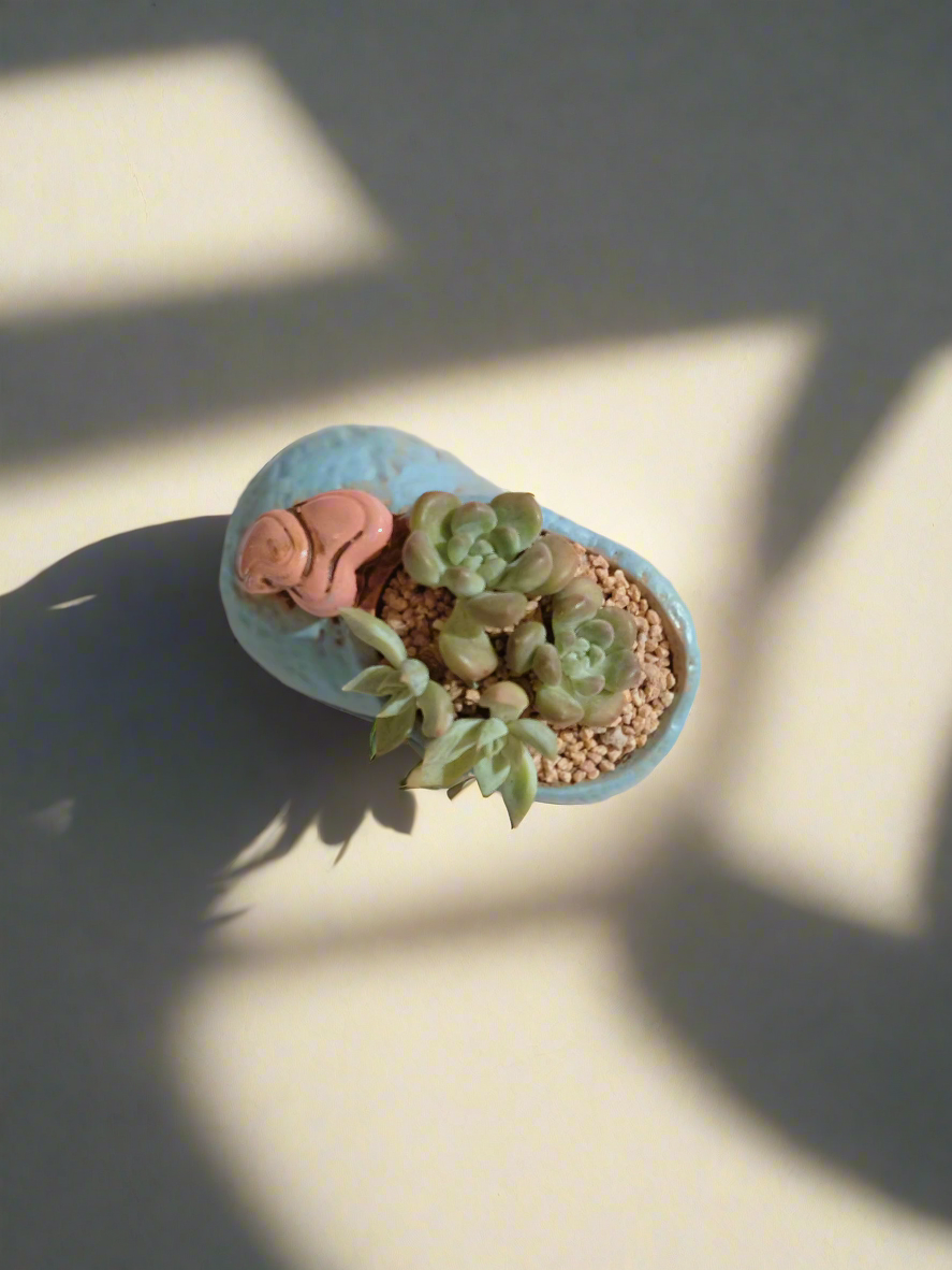 Succulent Mary Jane Charm Blue – Graptopetalum mendoza & Pachyveria pachyphytoides - SlowBloomGreens