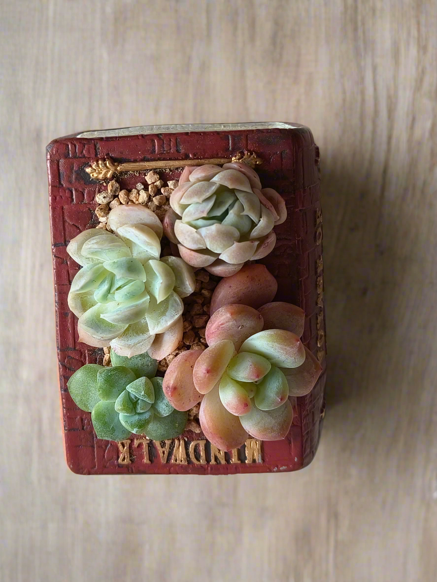 Succulent Book Nook – Succulent Arrangement