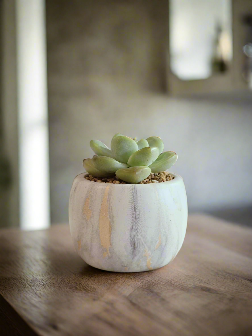 Succulent Mini Round Gold Pot – Echeveria Ice Green - SlowBloomGreens