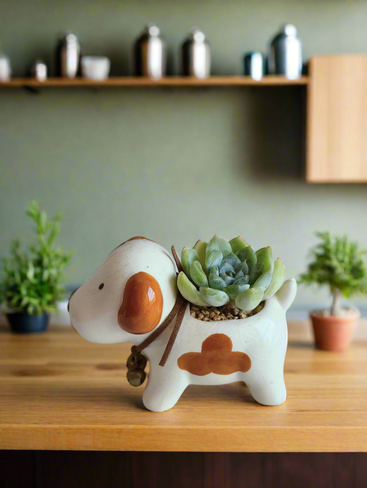 Succulent Puppy Jack Russell Terrier Pot - Echeveria Ice Green - SlowBloomGreens