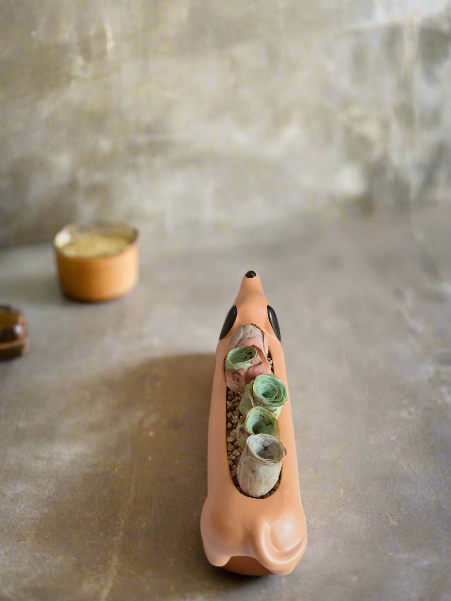 Succulent Daunchund - 5 Mountain Roses 'Greenovia' (Lilac & Green) - SlowBloomGreens