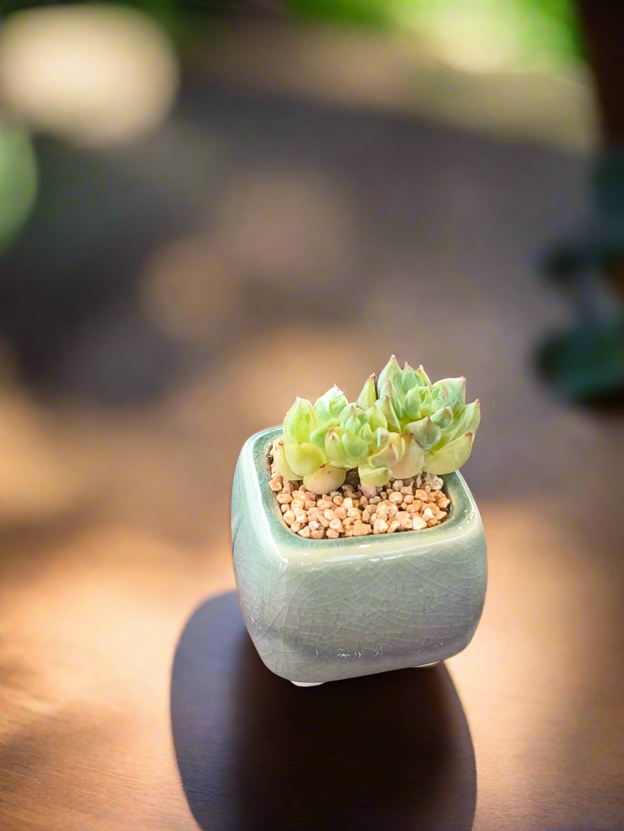 Succulent Serene Square Mini Planter – Sedum Clavatum