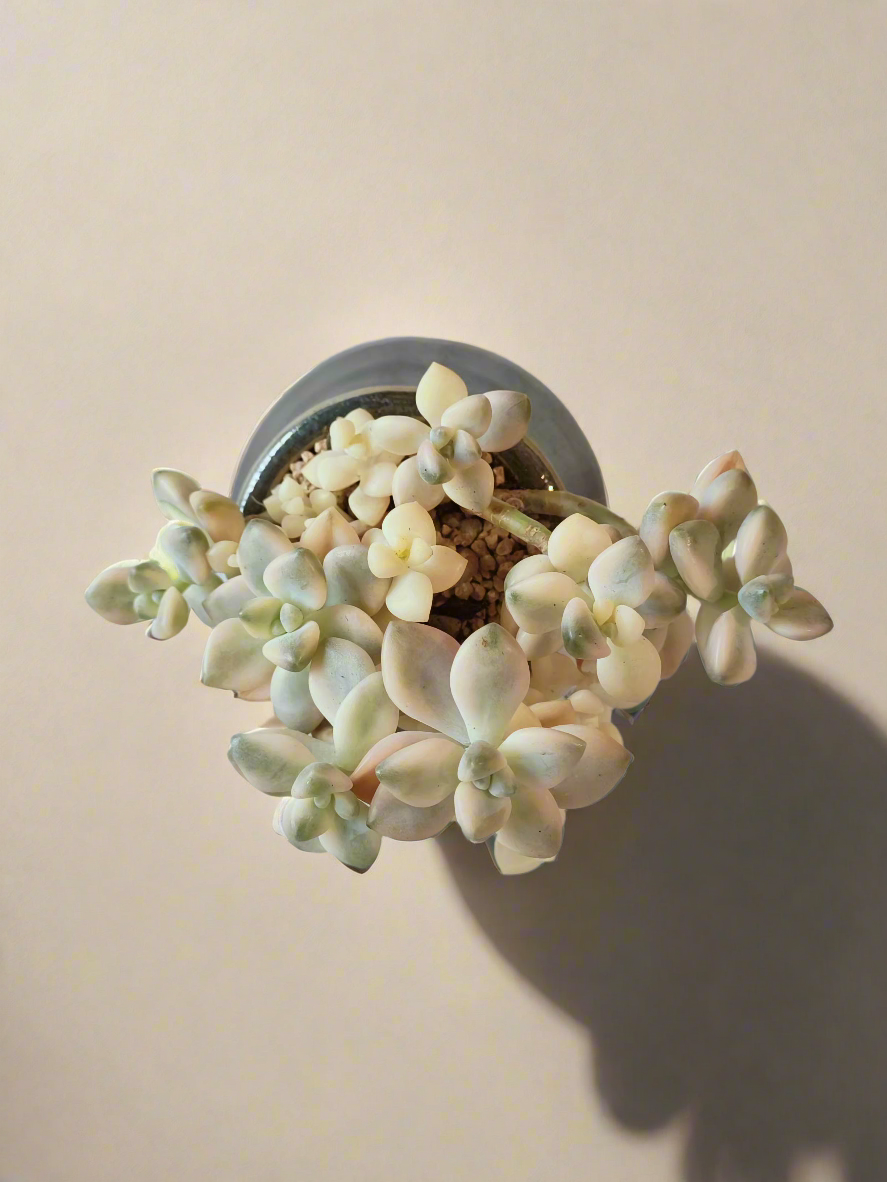 Succulent Rustic Pot Glow Grey - Graptoveria 'Titubans' - SlowBloomGreens