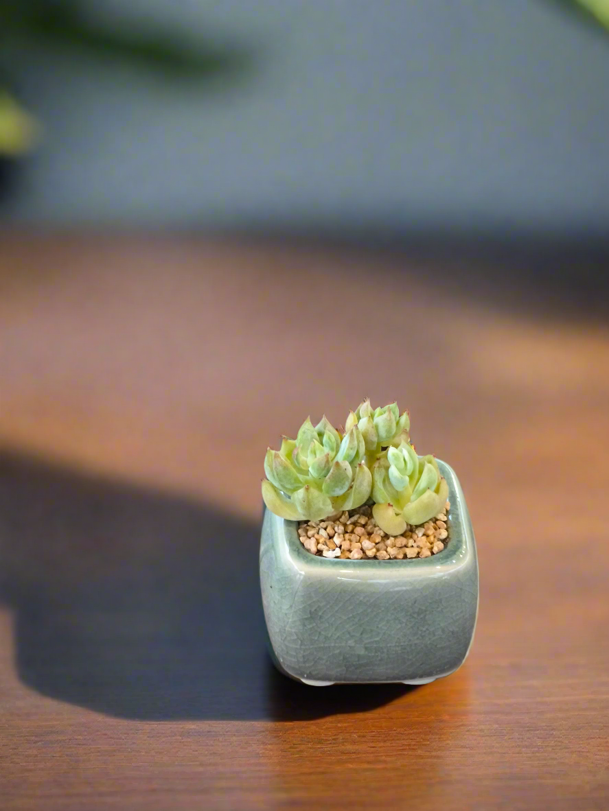 Succulent Serene Square Mini Planter – Sedum Clavatum