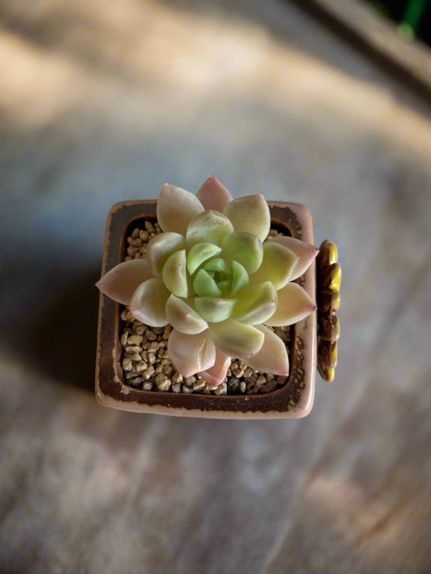 Succulent Ceramic Square Flowerpot Pastel Pink – Pachyphytum Cream Beauty - SlowBloomGreens