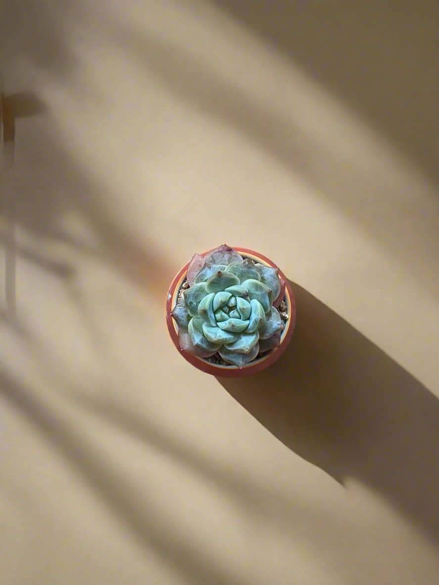 Succulent Auspicious Grace Pot - Echeveria 'Bluebird' - SlowBloomGreens