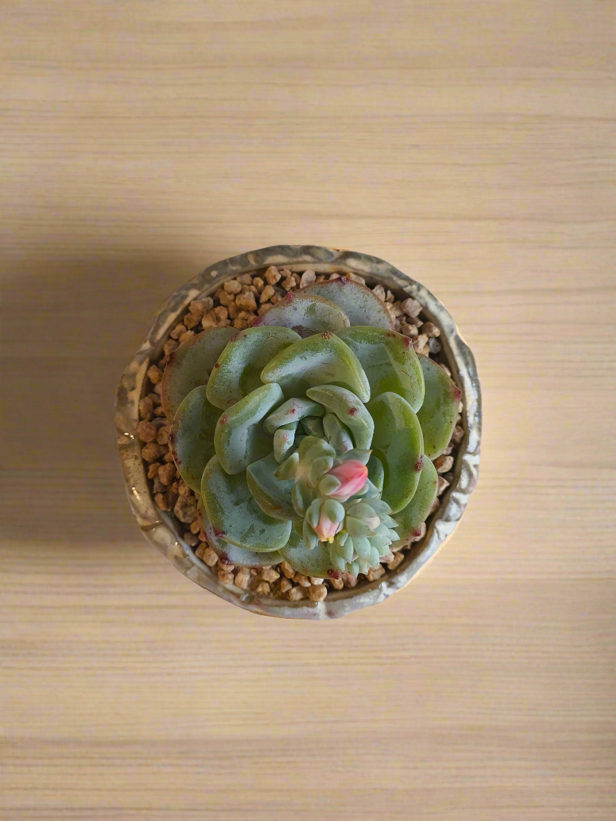 Succulent Red Ombre Rustic Pot – Echeveria 'Mont Blanc' (Going to bloom😍) - SlowBloomGreens