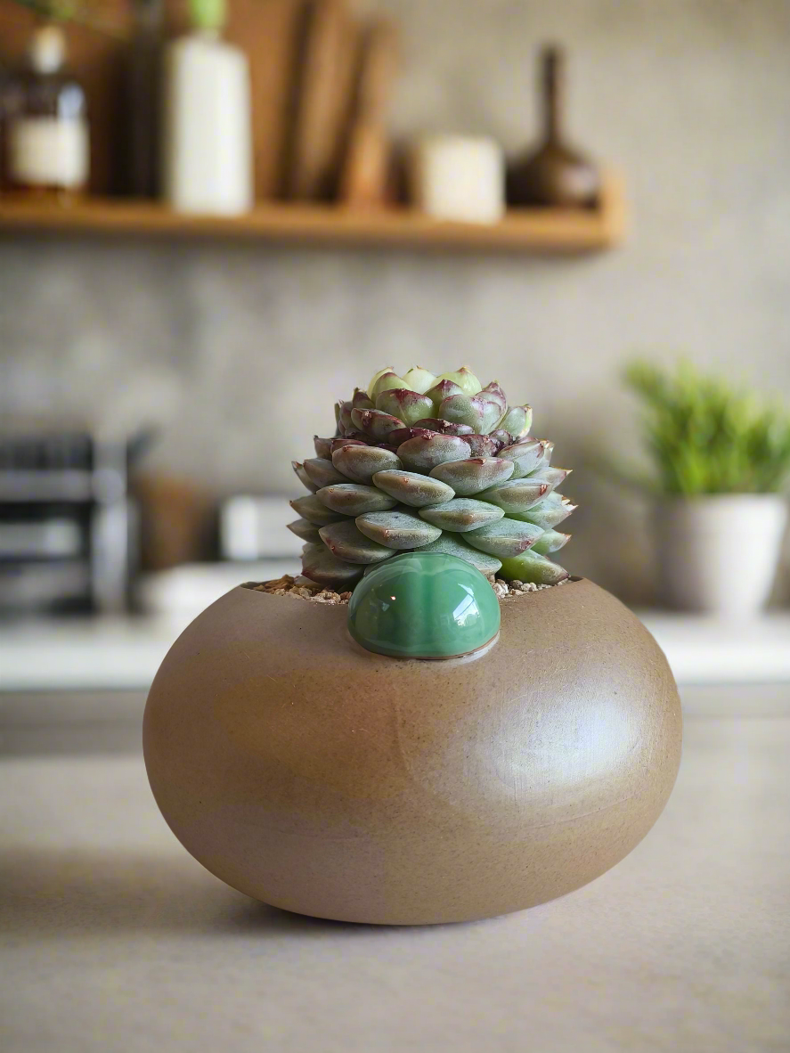 Succulent Seven-Spotted Ladybug Pot – Echeveria 'Red Velvet' - SlowBloomGreens