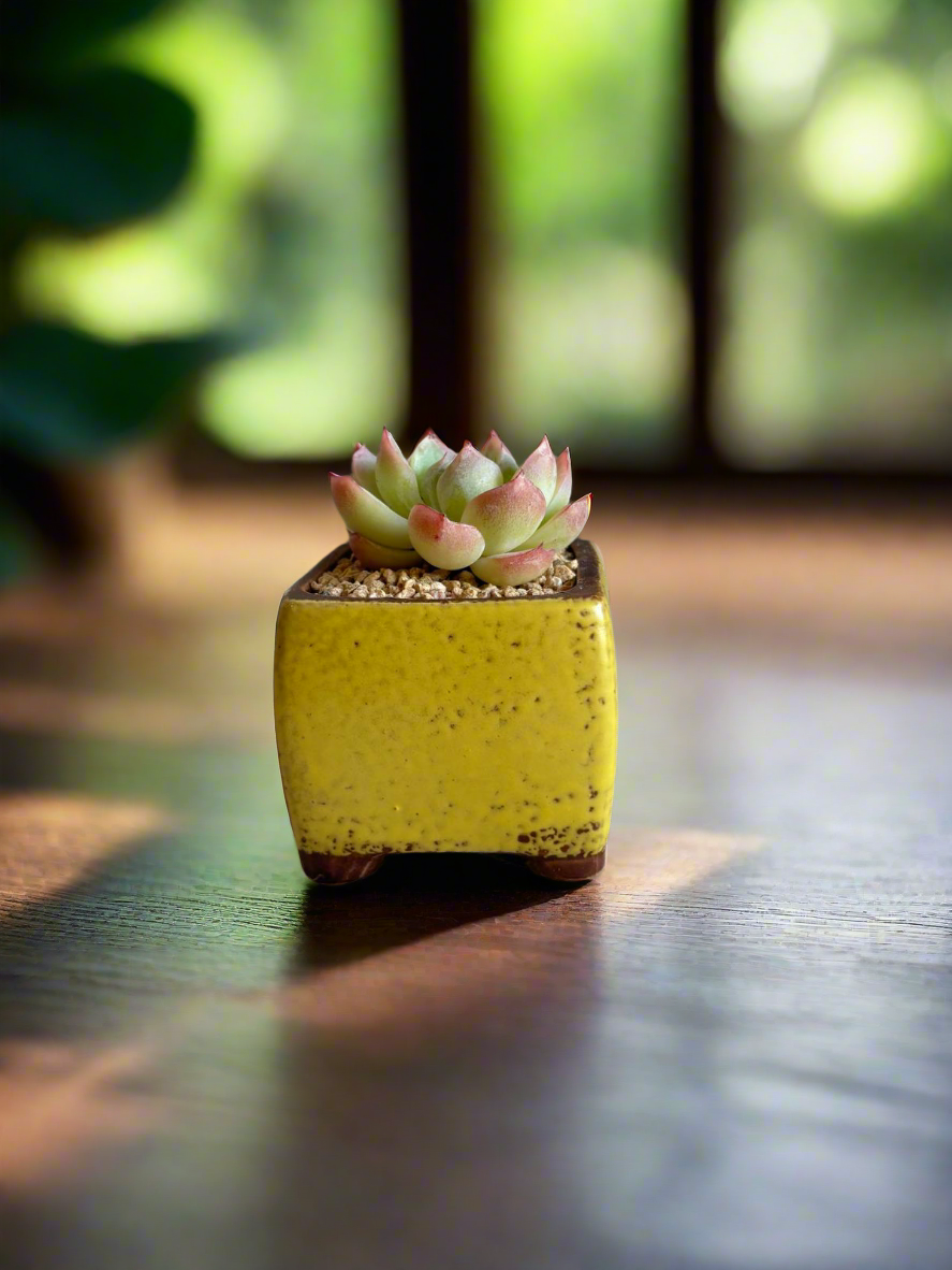Succulent Ceramic Square Flowerpot Yellow – Echeveria Suryeon - SlowBloomGreens