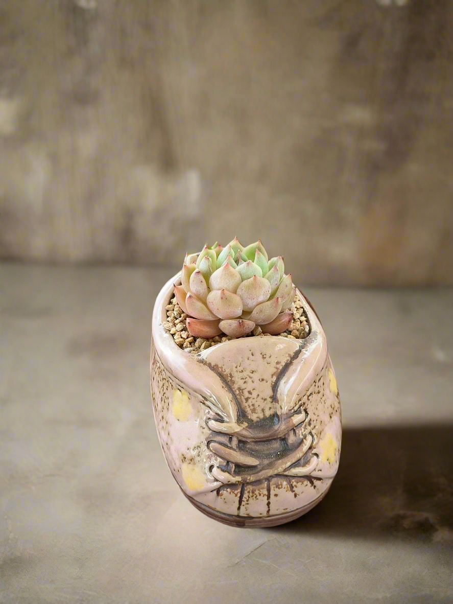 Succulent Laced-Up Soft Pink Charm Pot – Echeveria Elegans