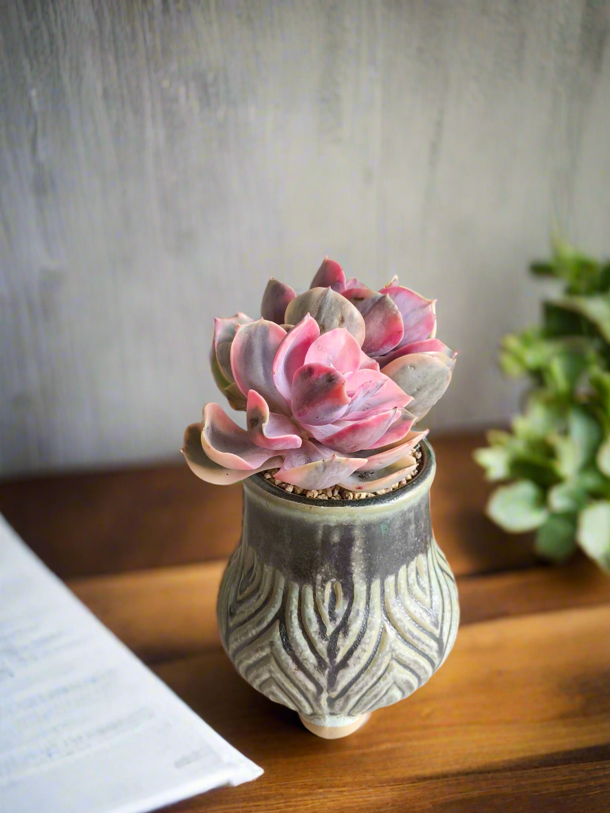 Succulent Rustic Pot Ash  – Echeveria Rainbow - SlowBloomGreens