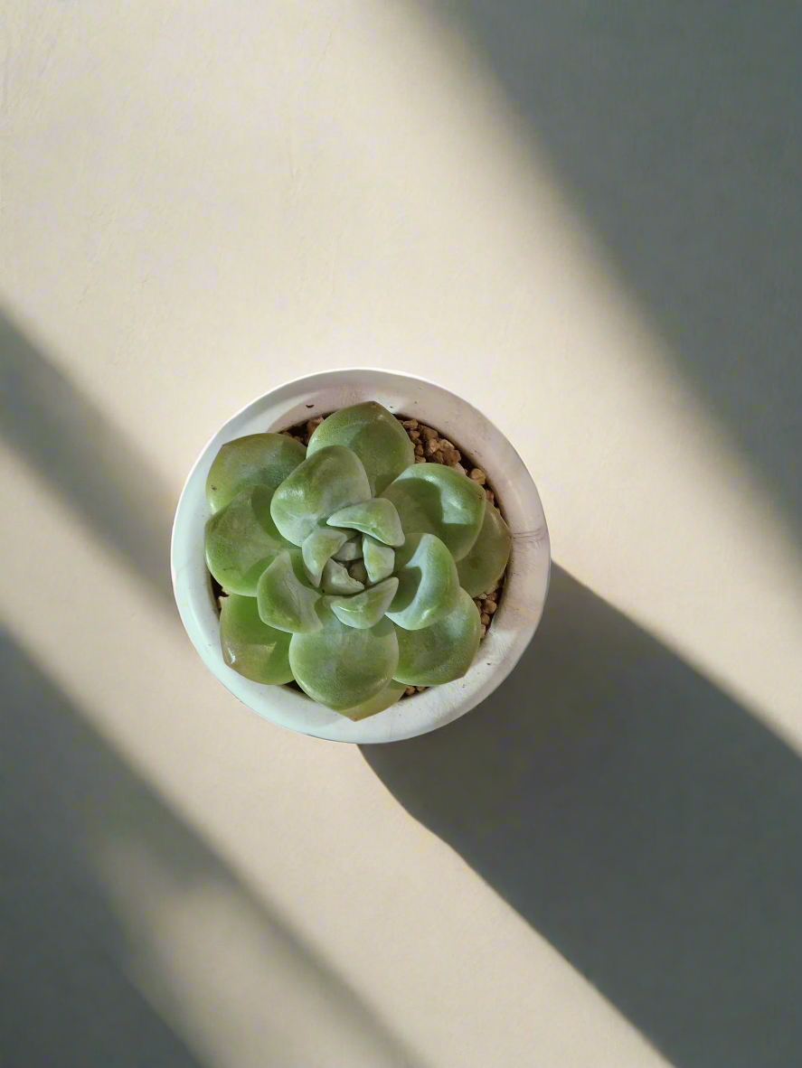 Succulent Mini Round Gold Pot – Echeveria Ice Green - SlowBloomGreens