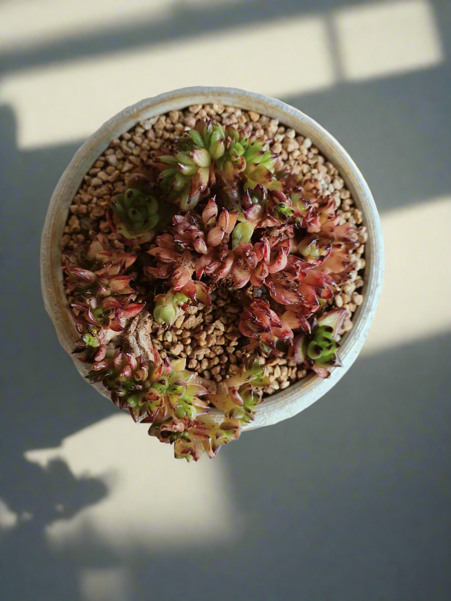 Succulent Moonlit Bloom Pot – Soft White with Echeveria Agavoides Cristata - SlowBloomGreens