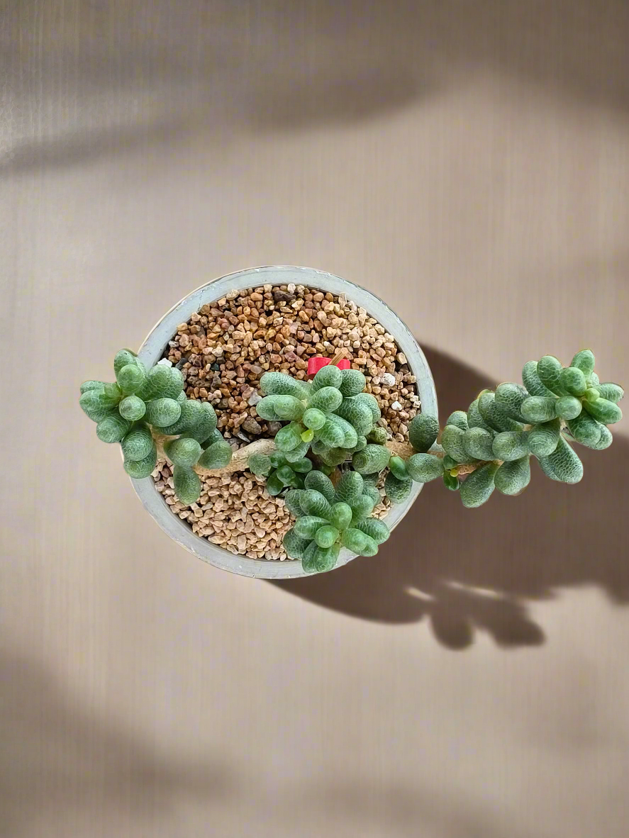 Succulent Whispering Leaves – Sedum Hernandezii