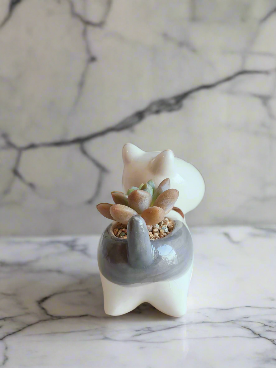 Succulent Puppy Bull Terrier - Graptoveria Opalina - SlowBloomGreens