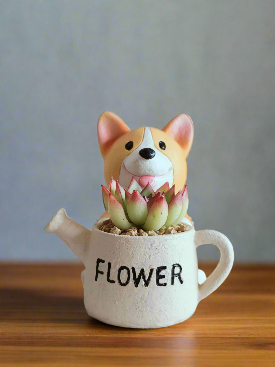 Succulent Charming Corgi - Echeveria Pulidonis - SlowBloomGreens
