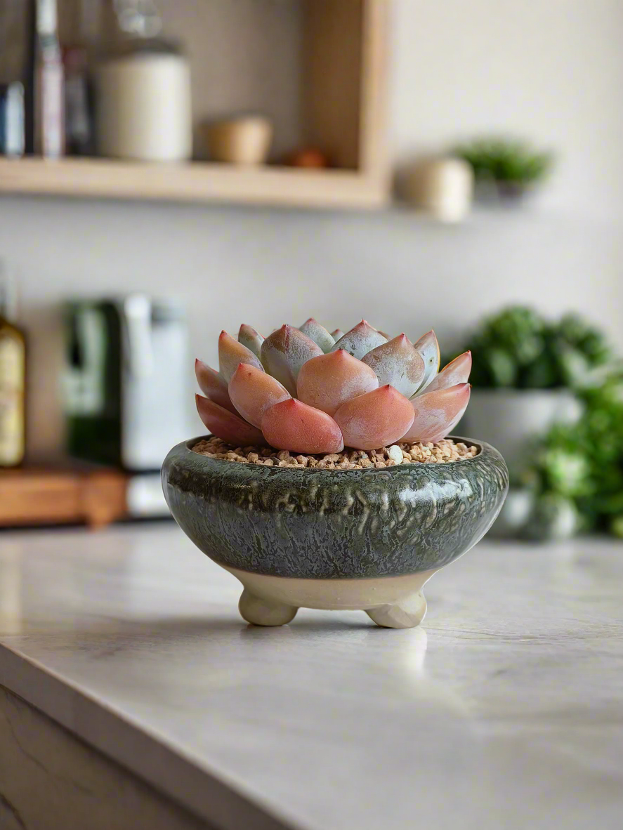 Succulent Rustica Ceramic Pot – Echevaria Orange Monroe - SlowBloomGreens