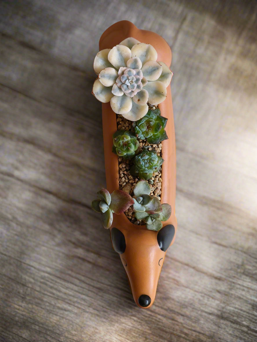 Succulent Daunchund Pot - Echeveria agavoides 'Akaihosi' & friends - SlowBloomGreens