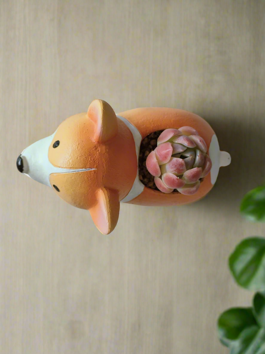 Succulent Charming Corgi - Echeveria Mexican Snowball - SlowBloomGreens