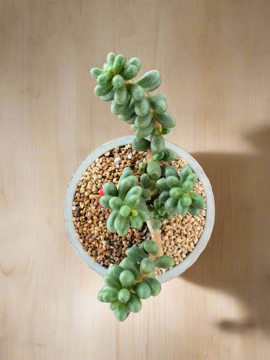 Succulent Whispering Leaves – Sedum Hernandezii