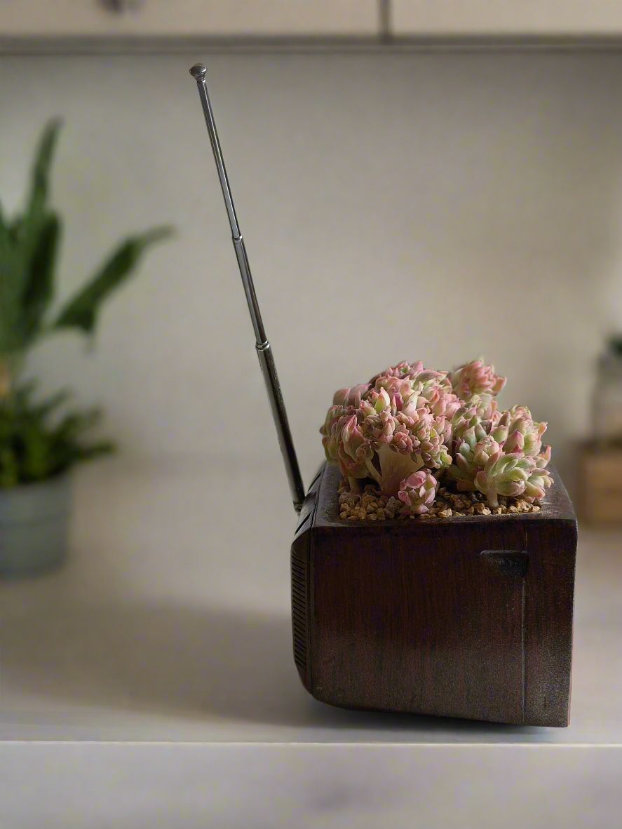 Succulent Retro TV β Echeveria Mebina