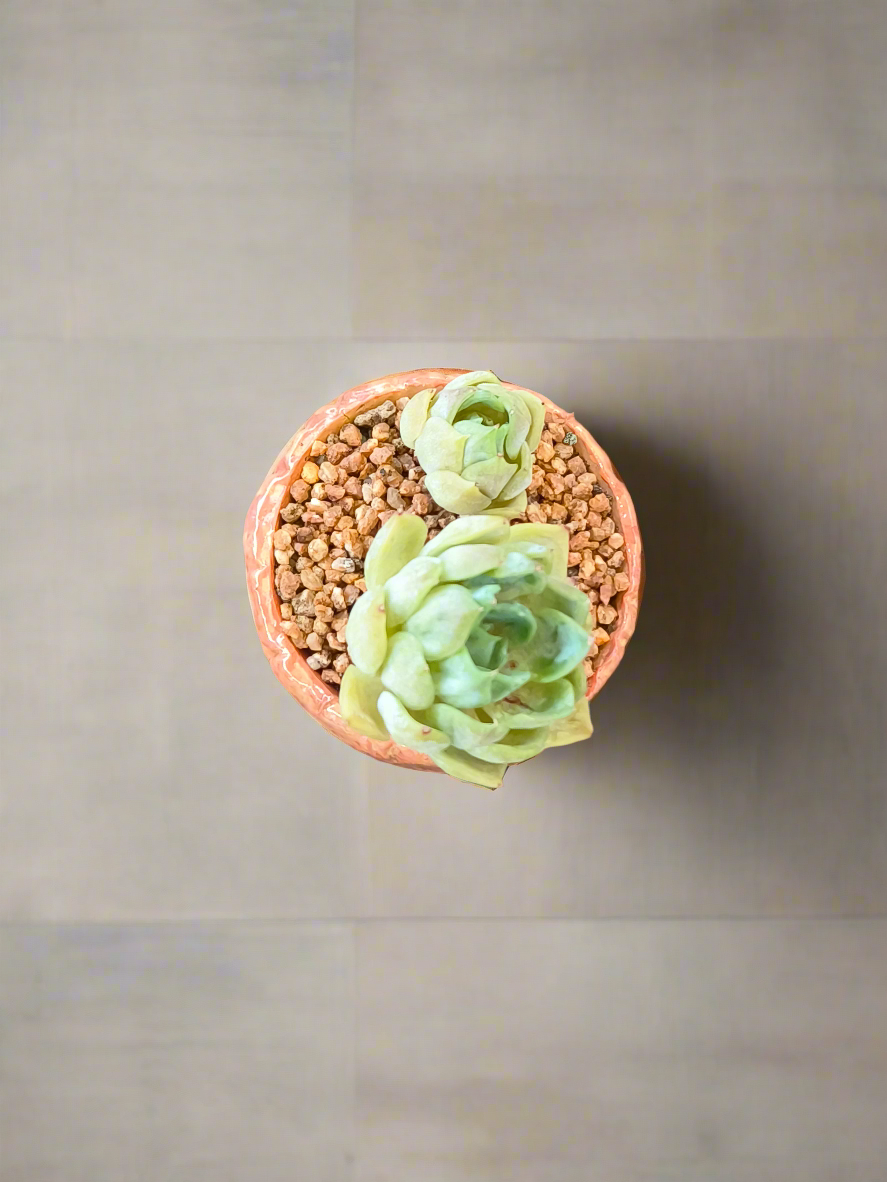 Succulent Rustic Ombre Earth-Tone Mini Planter – Echeveria 'Cila' (Twin Stalk)