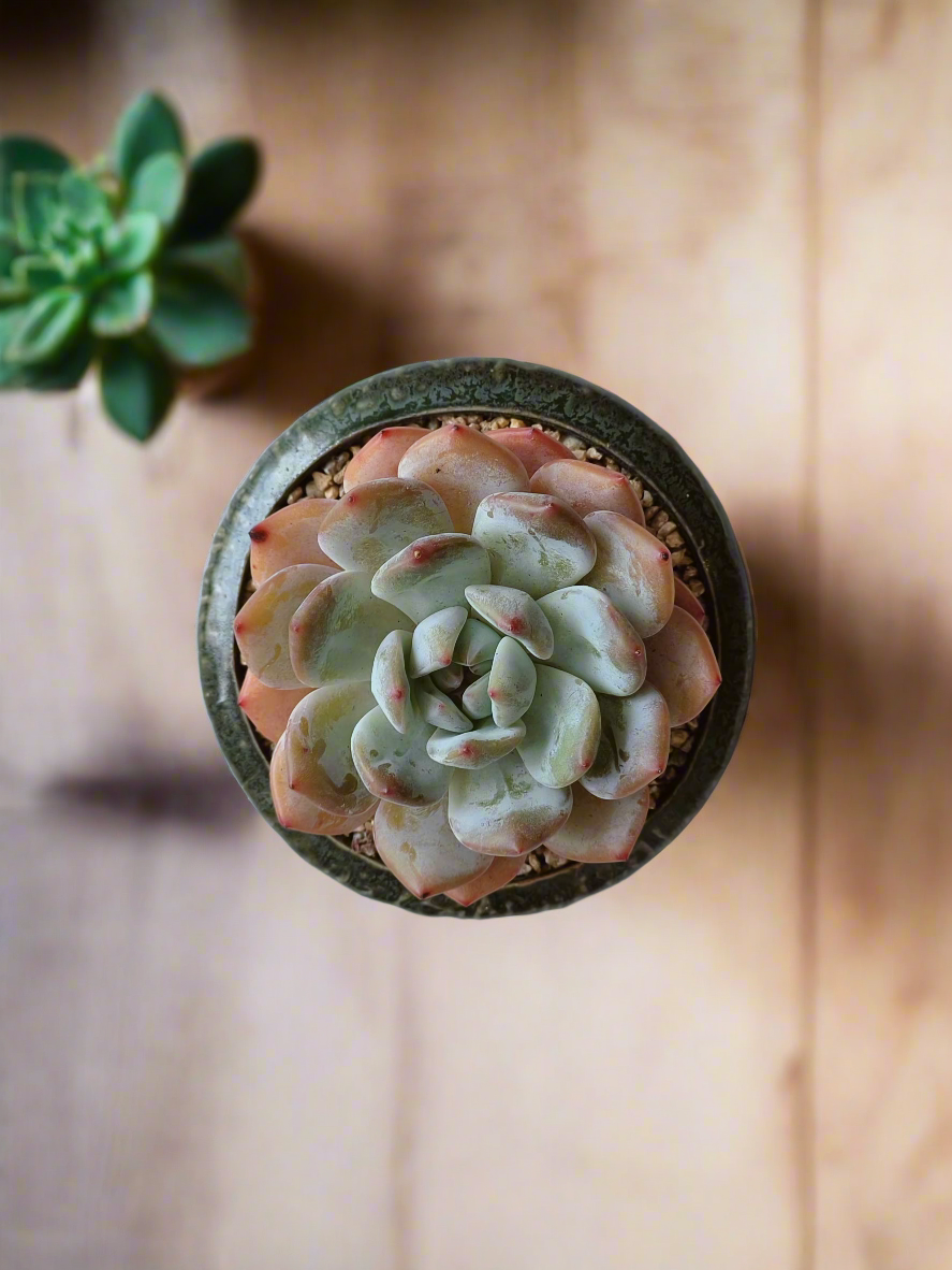 Succulent Rustica Ceramic Pot – Echevaria Orange Monroe - SlowBloomGreens